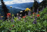 slocan issues